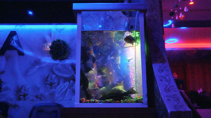 Fish Tank, 2023 Vivi Zhu Single-channel color video with sound (3 minutes)