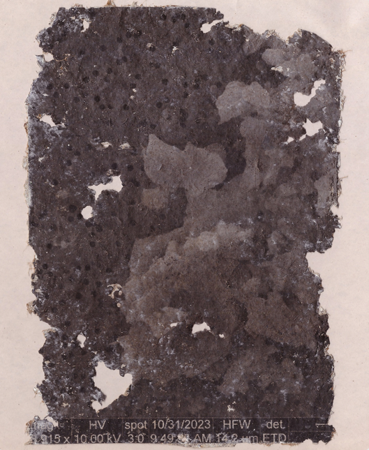 Microscopic Specimen I, 2023 Zara Mahmoud Charcoal on paper